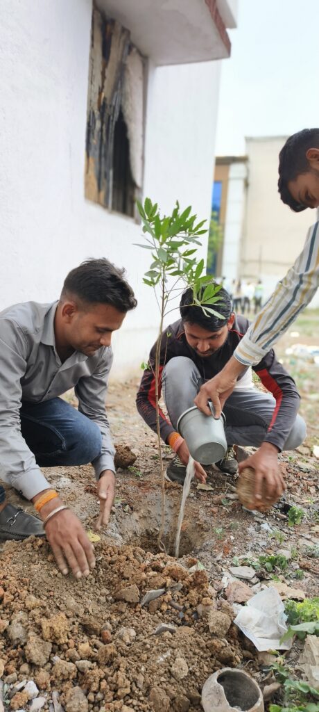 tree plantation